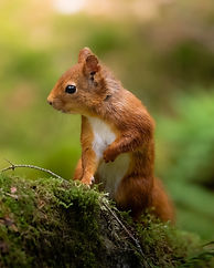 squirrel-9834881_1280.jpg