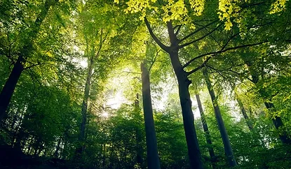 Arbres.webp