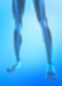 Xray image leg length web.jpg