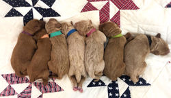 07784AC8-24B7-4A25-ABDB-174FB9EB16CD_edited_edited_edited