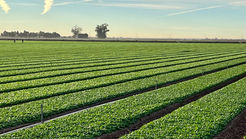 Paying farmers proves most cost-effective way to conserve Colorado River, study says