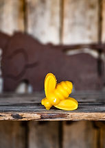 Goldfields-HoneyProducts-2023-MoniqueLovickPhotography-62.jpg