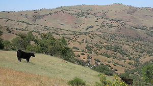 Wilkinson 210419 (42).JPG