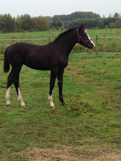 As a foal in the field