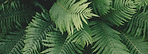 Fern%2520Plant_edited_edited.png