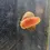 Thumbnail: 100 x Pearl Pink Ramshorn Snails - Aquarium / Pond - Feeder / Algae Clean