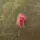 Thumbnail: 100 x Pearl Pink Ramshorn Snails - Aquarium / Pond - Feeder / Algae Clean