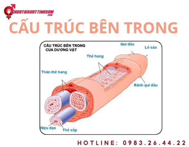 Cơ sở sinh học và giới hạn phát triển tự nhiên