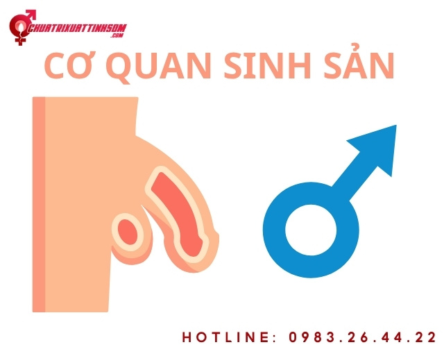 Phân tích chuyên sâu về nỗi lo kích cỡ và hành trình tìm kiếm bản lĩnh đàn ông
