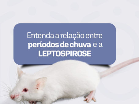 Entenda a relação entre períodos de chuva e a Leptospirose