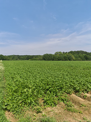 hof-knollmann-buende-kartoffelfeld.png