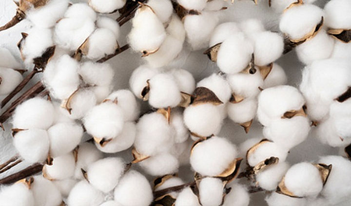 Cotton-1.jpg