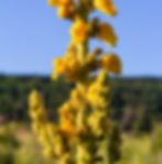Mullein flowers