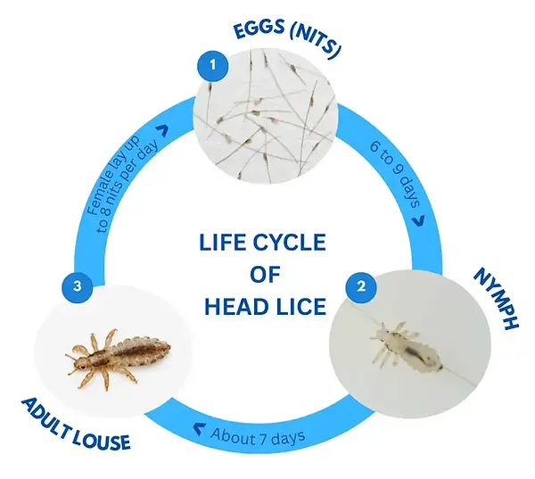 A detailed diagram of the mosquito life cycle, divided into four sections with blue circles and white text, featuring white, brown, and gray insects in various positions and actions.