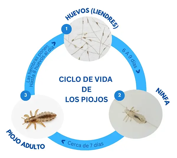 A detailed diagram of the mosquito life cycle, divided into four sections with blue circles and white text, featuring white, brown, and gray insects in various positions and actions.