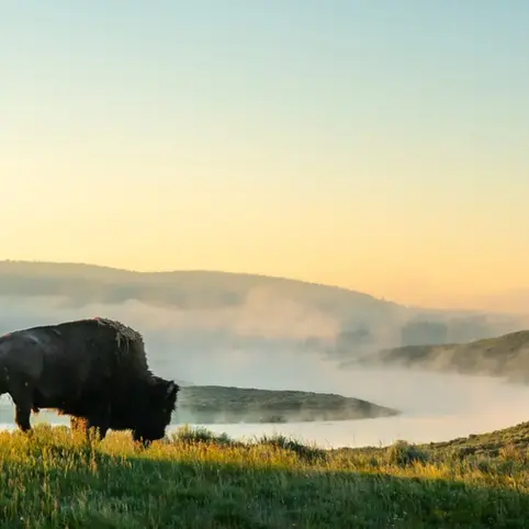 Bison Walks Toward The Foggy Yellowstone River.