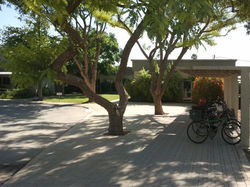 פיתוח סביב עצים וותיקים