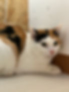 りんどう.jpeg