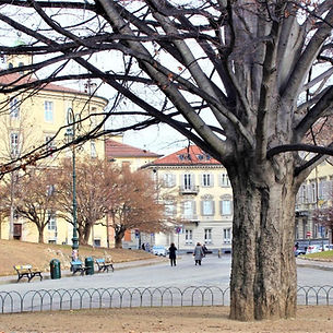un albero invernale con i rami spogli in una aiuola