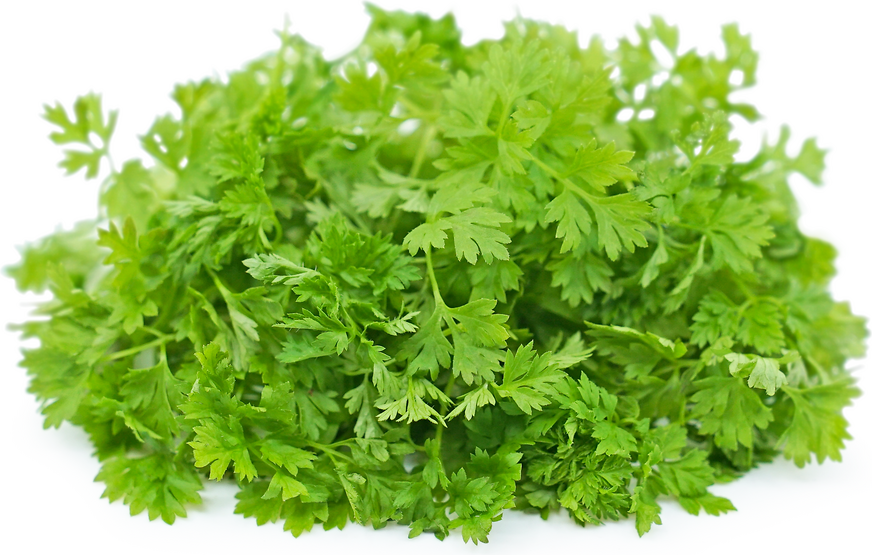 Chervil Microgreens