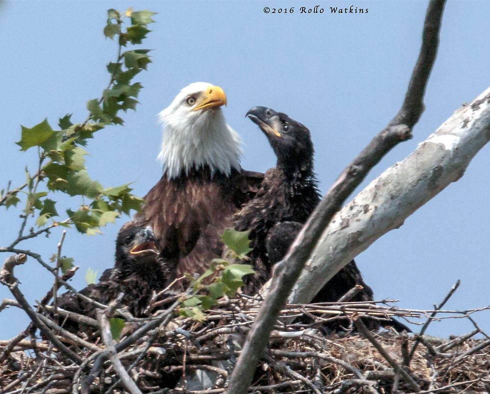 JAMES RIVER EAGLES