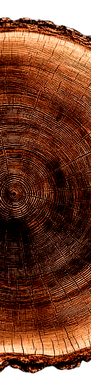 tree ring.jpeg