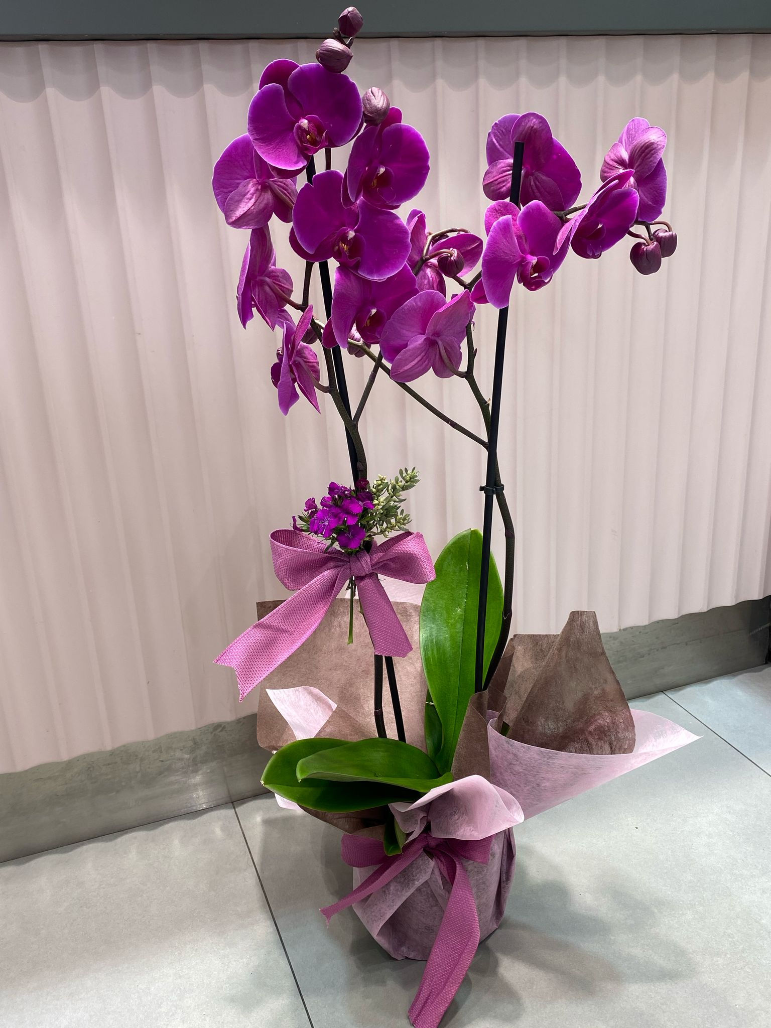 Çift dal mor orkide- Acıbadem Duru Çiçekçilik