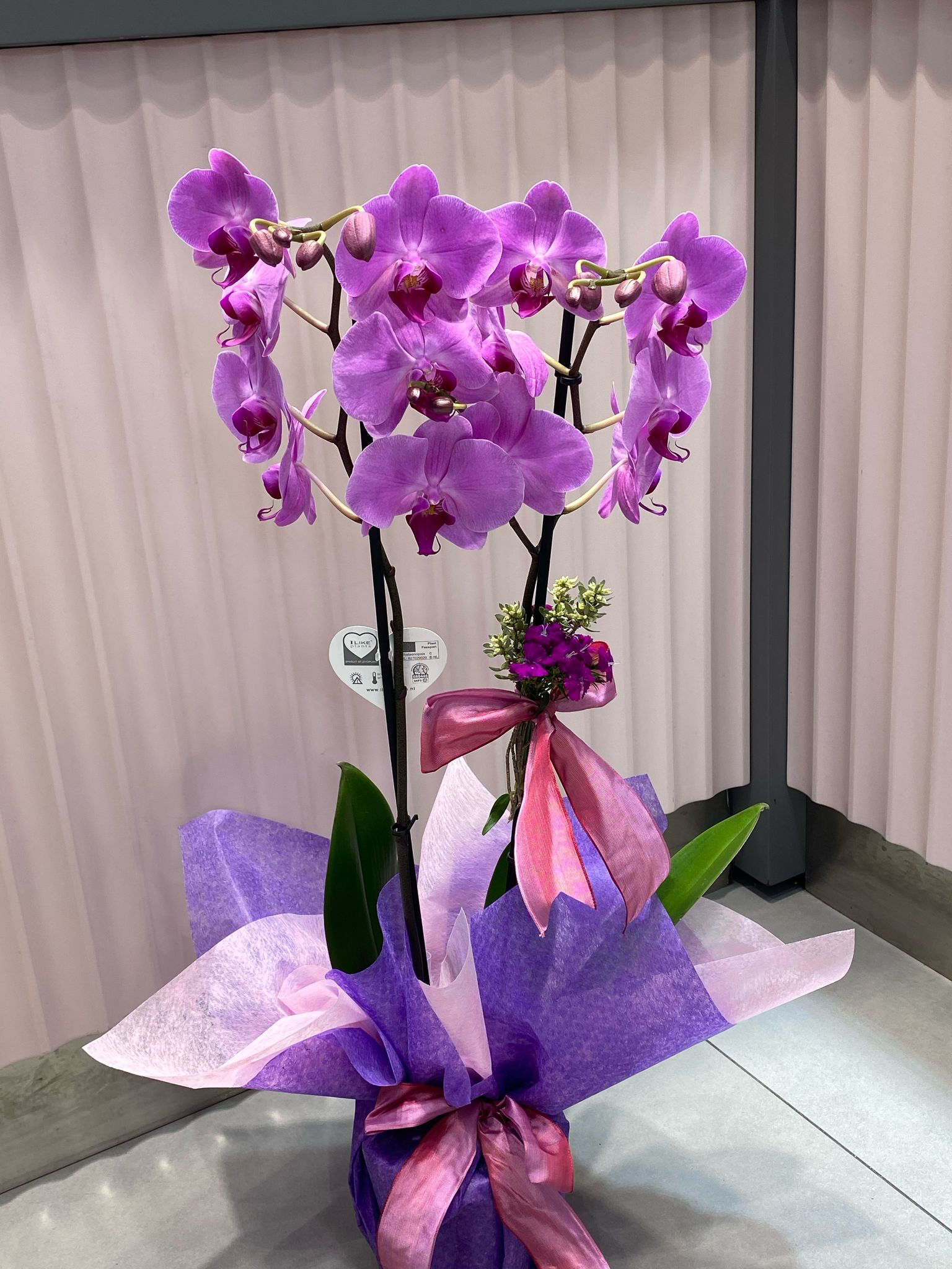 Çift dal lila orkide- Acıbadem Duru Çiçekçilik