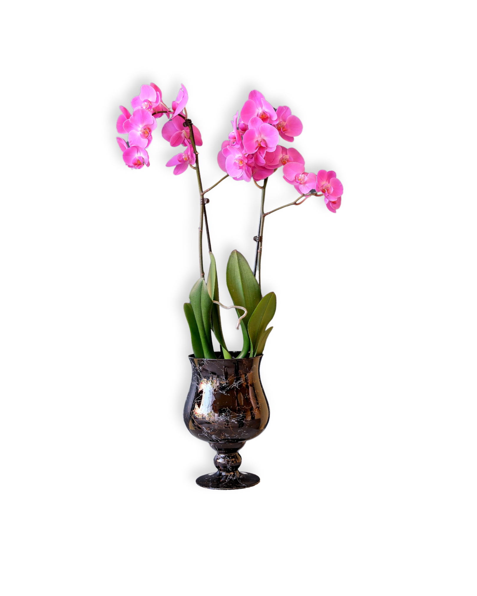 Pembe Orkide Vazo Aranjmanı - Acıbadem Duru Çiçekçilik