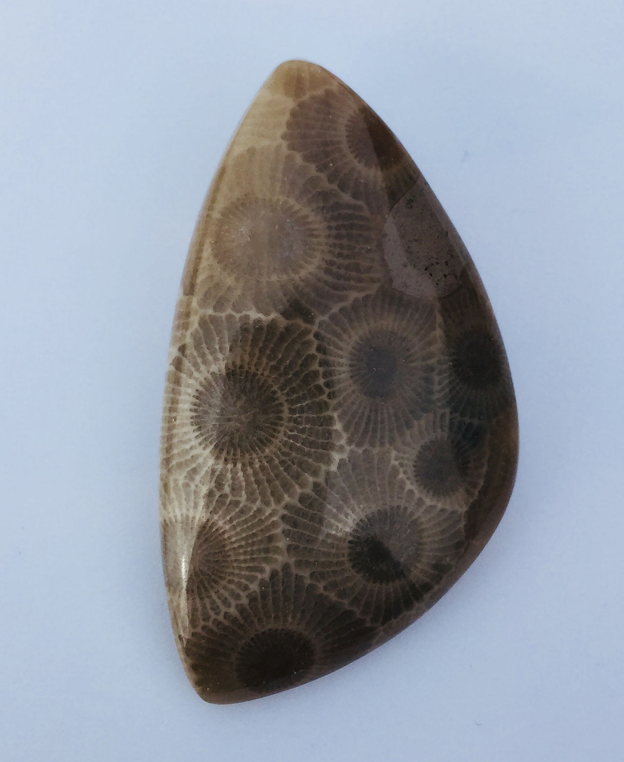 Cabochon corail fossilisé USA