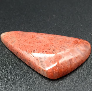 Cabochon corail fossilisé USA