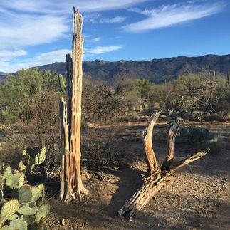 balade au Saguaro National Park (EAST)