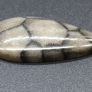 Cabochon corail fossilisé USA