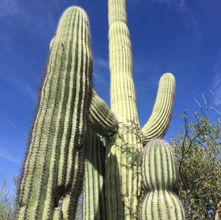 Balade desert au milieu des cactus