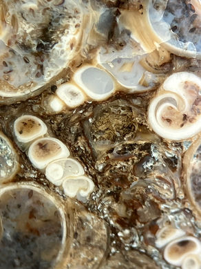 Jaspe à turritelles, Utah, USA : une calcédoine fossilifère expliquée.