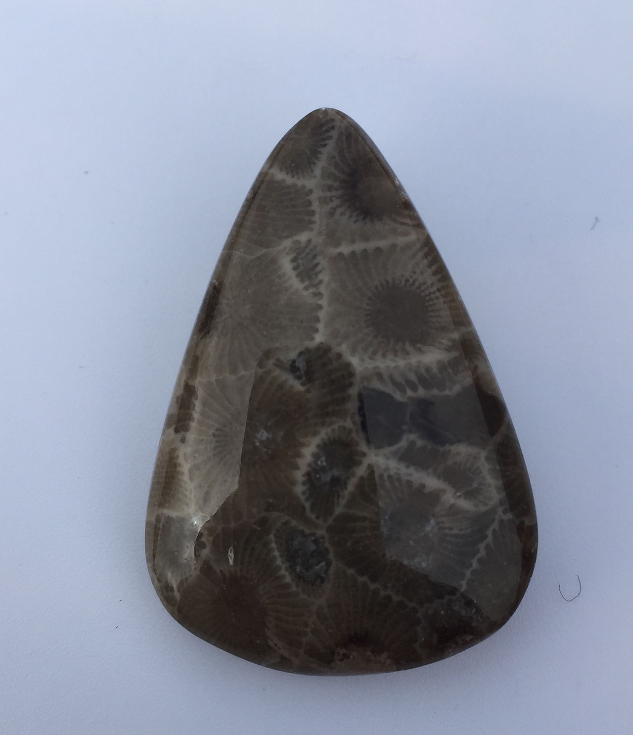 Cabochon corail fossilisé USA