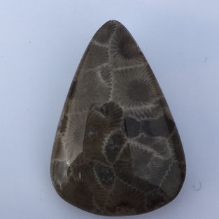 Cabochon corail fossilisé USA