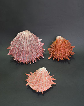Spondylus shell