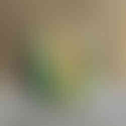 Paire de Cabochons en Bois Opalisé Naturel – Silice Cuprifère