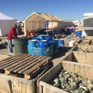 Week end du Pow wow show, Desert Garden, Quartzsite AZ. "Rocky and Dusty"
