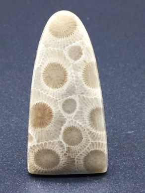 Le corail fossilisé aux Etats-Unis.