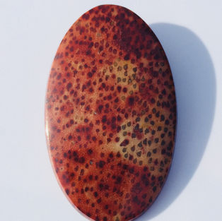 Cabochon petrified palm tree texas louisiane