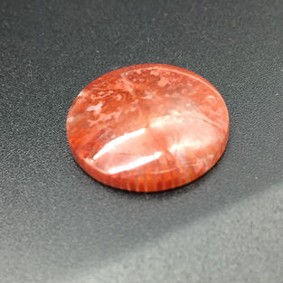 Cabochon corail fossilisé USA