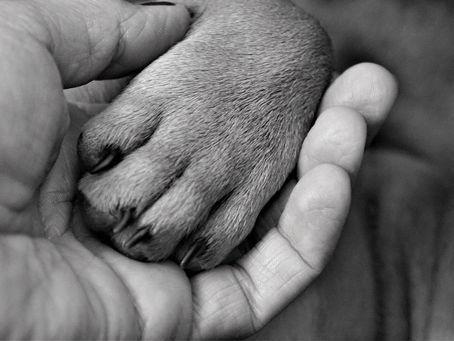 A Guide to Pet Loss Support Groups and Navigating Pet Loss