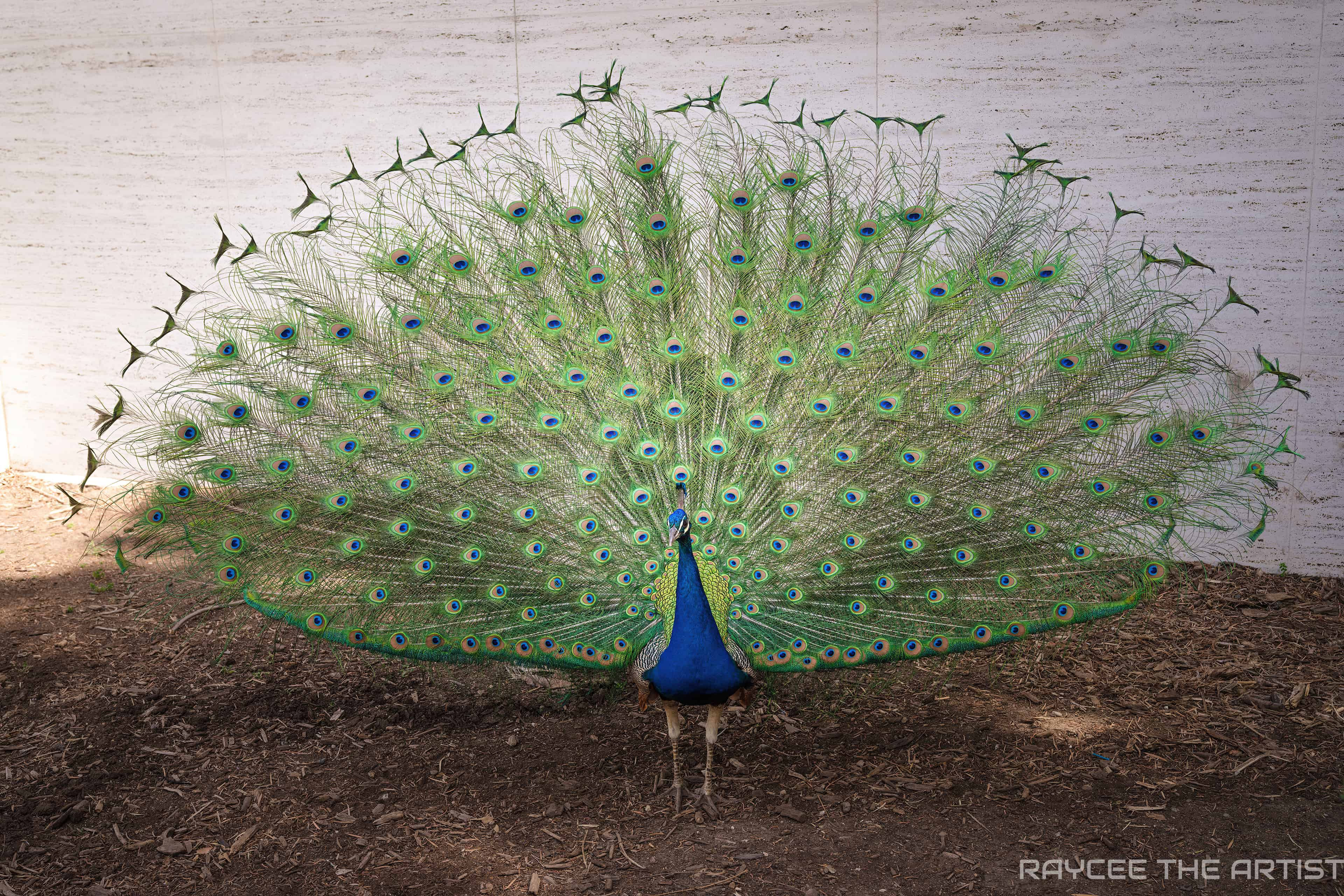 "Peacock Pose" High-Quality Fine Art Print
