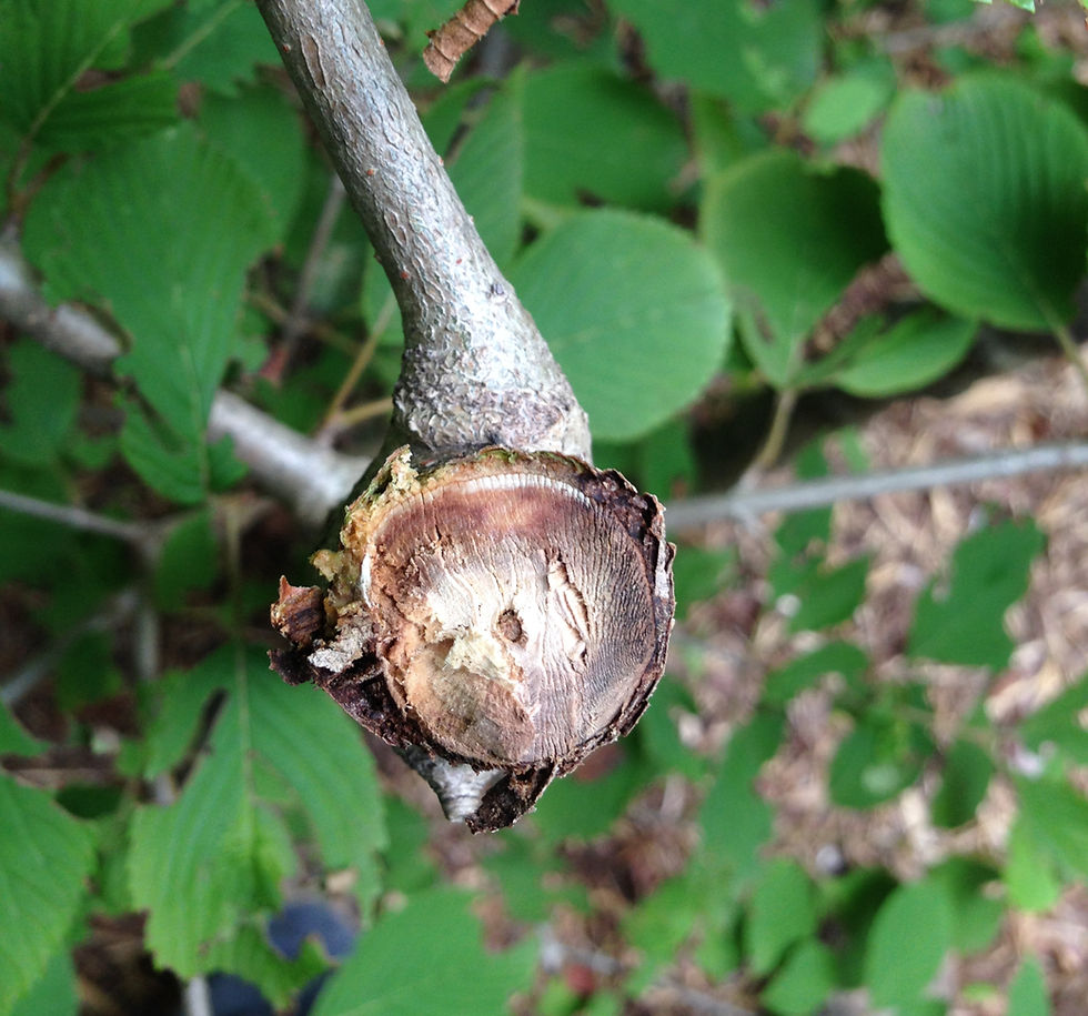 Much pruning happens by Atzinger Gardens in February and March. Key pruning techniques must be followed. Here, evidence of dull pruners used can be shown in the crushed tissues. Despite the dormant pruning timing advantage to disease resistance, pruners and saws must be sharp and sanitized.