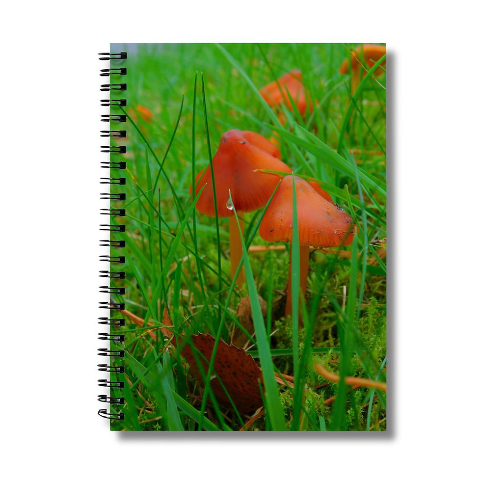 rainy mushrooms photograph on the cover of a notebook