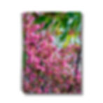 cotton rose photograph on the cover of a notebook
