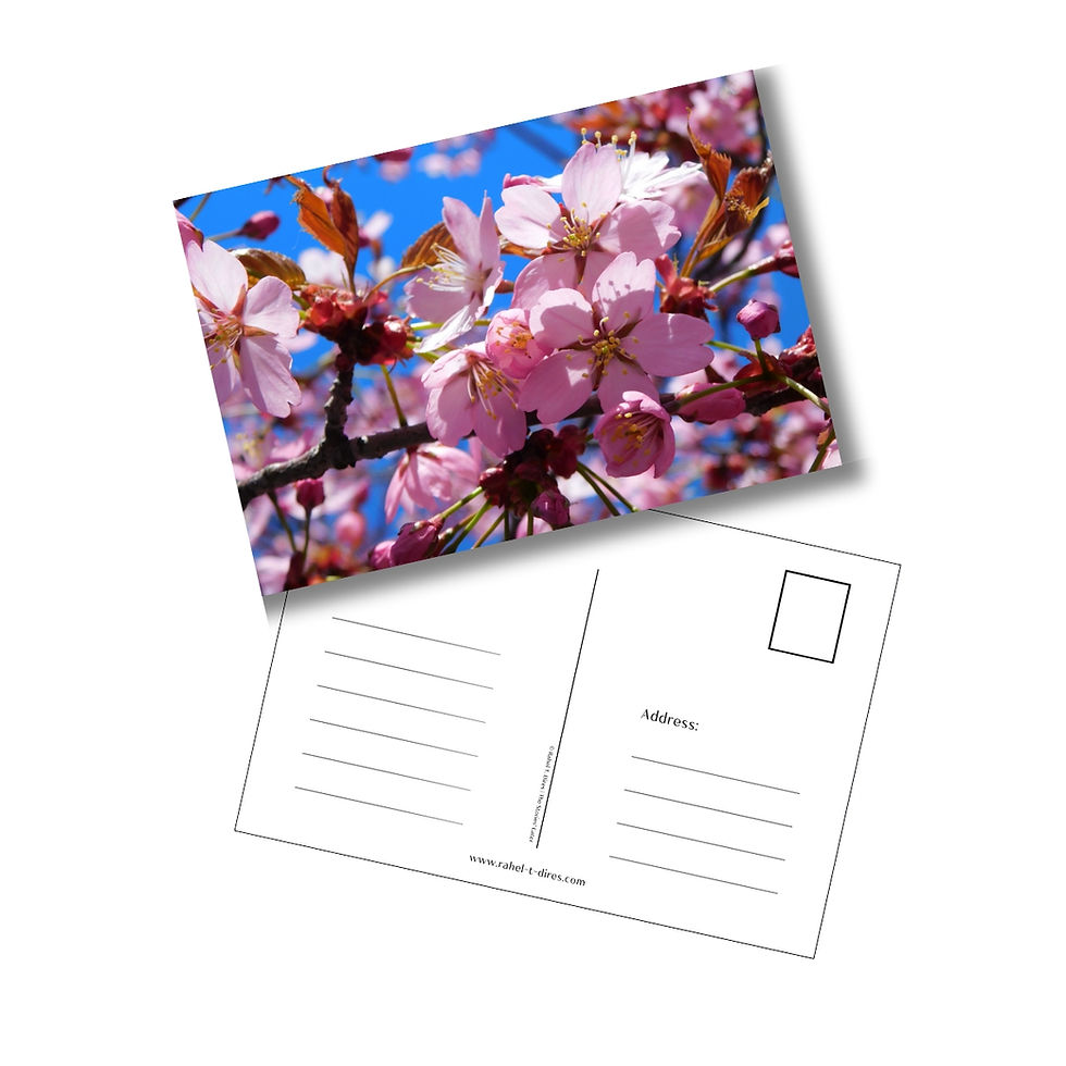 sakura dreams photograph printed on a fine art postcard