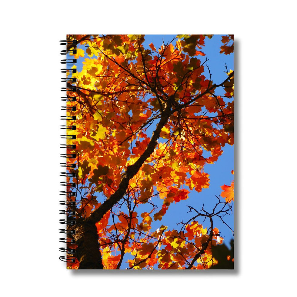 Autumn tree photograph on the cover of a notebook